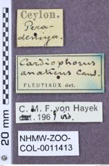 Etikett zu Cardiophorus formosus (Curtis, 1840)